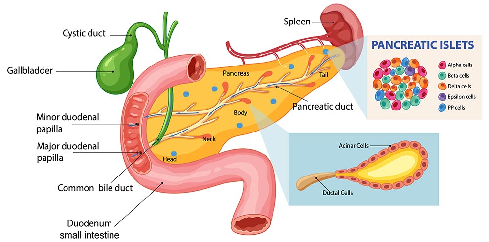 عملکرد پانکراس، نقش آن در هضم و کنترل قند خون